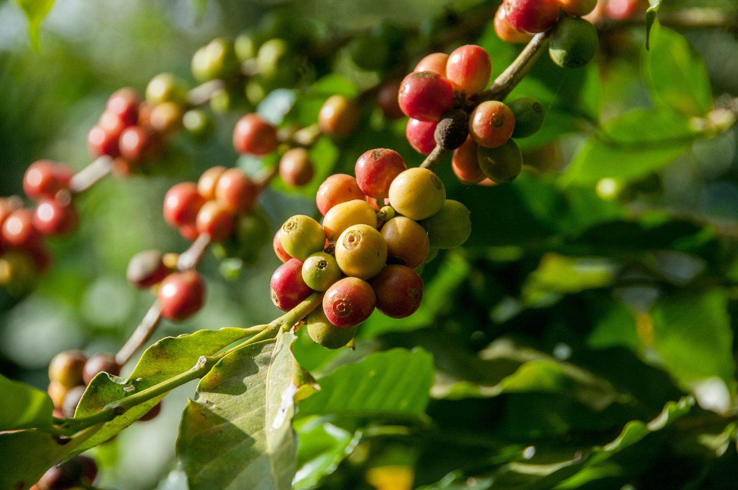 Coffee bean cherries